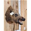 Image 2 : Russian Boar Hog Shoulder Mount Taxidermy