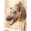 Image 3 : Russian Boar Hog Shoulder Mount Taxidermy