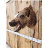 Image 4 : Russian Boar Hog Shoulder Mount Taxidermy