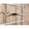 Image 5 : 71" Mounted Texas Longhorns Taxidermy