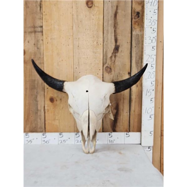 Big American Bison Buffalo Skull Taxidermy