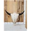 Image 1 : Big American Bison Buffalo Skull Taxidermy
