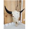 Image 2 : Big American Bison Buffalo Skull Taxidermy