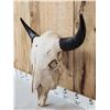 Image 3 : Big American Bison Buffalo Skull Taxidermy