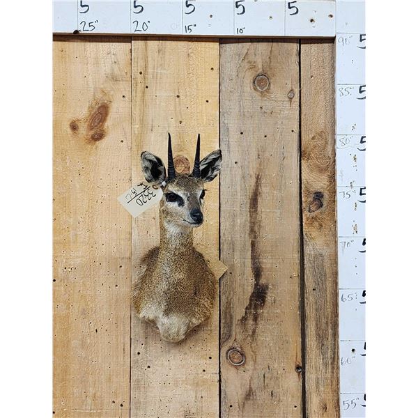 African Klipspringer Shoulder Mount Taxidermy
