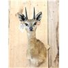 Image 2 : African Klipspringer Shoulder Mount Taxidermy