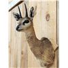 Image 3 : African Klipspringer Shoulder Mount Taxidermy
