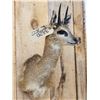 Image 4 : African Klipspringer Shoulder Mount Taxidermy