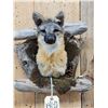 Image 2 : Grey Fox In A Den Taxidermy