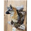 Image 3 : Grey Fox In A Den Taxidermy
