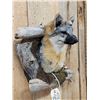 Image 4 : Grey Fox In A Den Taxidermy