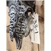 Image 3 : Hand Carved Ram Sheep Skull Taxidermy Artwork