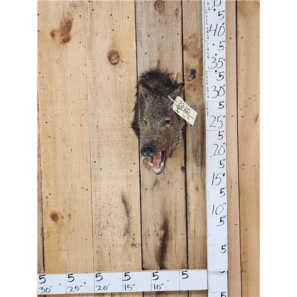 Javelina Or Peccary Shoulder Mount Taxidermy