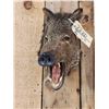Image 2 : Javelina Or Peccary Shoulder Mount Taxidermy