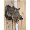 Image 3 : Javelina Or Peccary Shoulder Mount Taxidermy