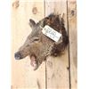 Image 4 : Javelina Or Peccary Shoulder Mount Taxidermy