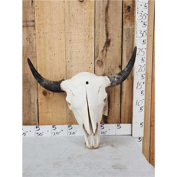 Big American Bison Buffalo Skull Taxidermy