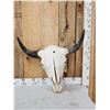 Image 1 : Big American Bison Buffalo Skull Taxidermy