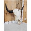 Image 2 : Big American Bison Buffalo Skull Taxidermy