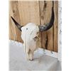 Image 3 : Big American Bison Buffalo Skull Taxidermy