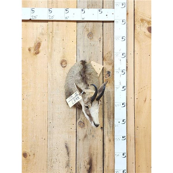 Chamois Shoulder Mount Taxidermy