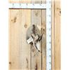 Image 1 : Chamois Shoulder Mount Taxidermy