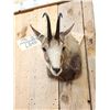 Image 2 : Chamois Shoulder Mount Taxidermy