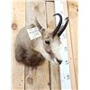 Image 3 : Chamois Shoulder Mount Taxidermy