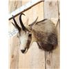 Image 4 : Chamois Shoulder Mount Taxidermy