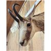 Image 5 : Chamois Shoulder Mount Taxidermy