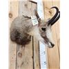 Image 6 : Chamois Shoulder Mount Taxidermy
