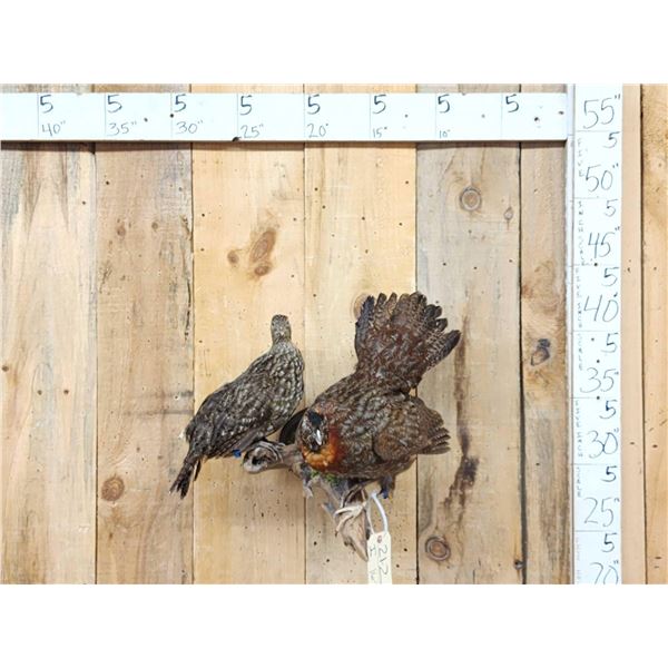Juvenile Temminck's Tragopan Pheasant Male & Female Bird Taxidermy