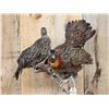 Image 2 : Juvenile Temminck's Tragopan Pheasant Male & Female Bird Taxidermy
