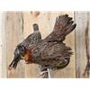 Image 3 : Juvenile Temminck's Tragopan Pheasant Male & Female Bird Taxidermy