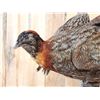 Image 4 : Juvenile Temminck's Tragopan Pheasant Male & Female Bird Taxidermy