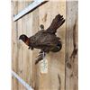 Image 5 : Juvenile Temminck's Tragopan Pheasant Male & Female Bird Taxidermy