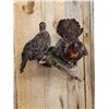 Image 6 : Juvenile Temminck's Tragopan Pheasant Male & Female Bird Taxidermy