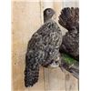 Image 7 : Juvenile Temminck's Tragopan Pheasant Male & Female Bird Taxidermy
