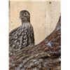 Image 8 : Juvenile Temminck's Tragopan Pheasant Male & Female Bird Taxidermy