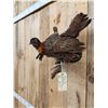Image 9 : Juvenile Temminck's Tragopan Pheasant Male & Female Bird Taxidermy