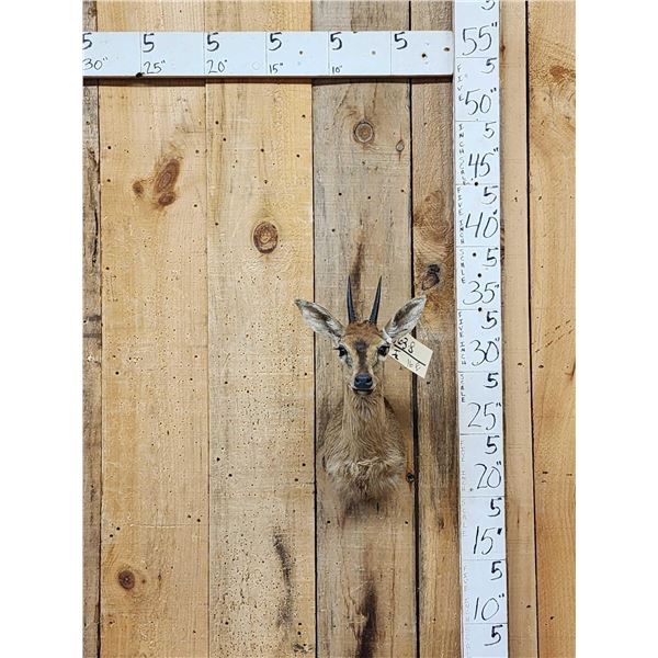 African Duiker Shoulder Mount Taxidermy