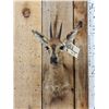 Image 2 : African Duiker Shoulder Mount Taxidermy