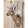 Image 3 : African Duiker Shoulder Mount Taxidermy