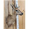 Image 4 : African Duiker Shoulder Mount Taxidermy