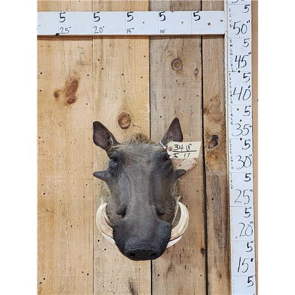 African Warthog Shoulder Mount Taxidermy
