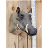 Image 2 : African Warthog Shoulder Mount Taxidermy