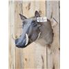 Image 3 : African Warthog Shoulder Mount Taxidermy