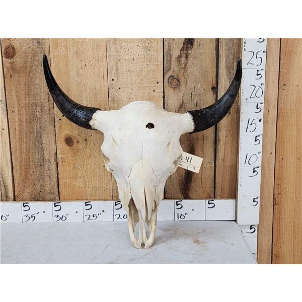 Big American Bison Buffalo Skull Taxidermy