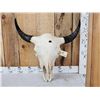 Image 1 : Big American Bison Buffalo Skull Taxidermy