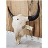 Image 2 : Big American Bison Buffalo Skull Taxidermy